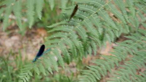 Two-Damselfly-on-a-fern-leaf