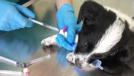 veterinarian giving blood draw to a puppy