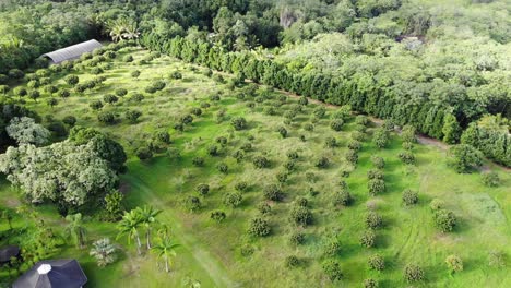 Landung-Von-Longan--Und-Litschifrüchten-In-Einem-Obstgarten-Mit-200-Bäumen-Auf-Der-Insel-Hawaii