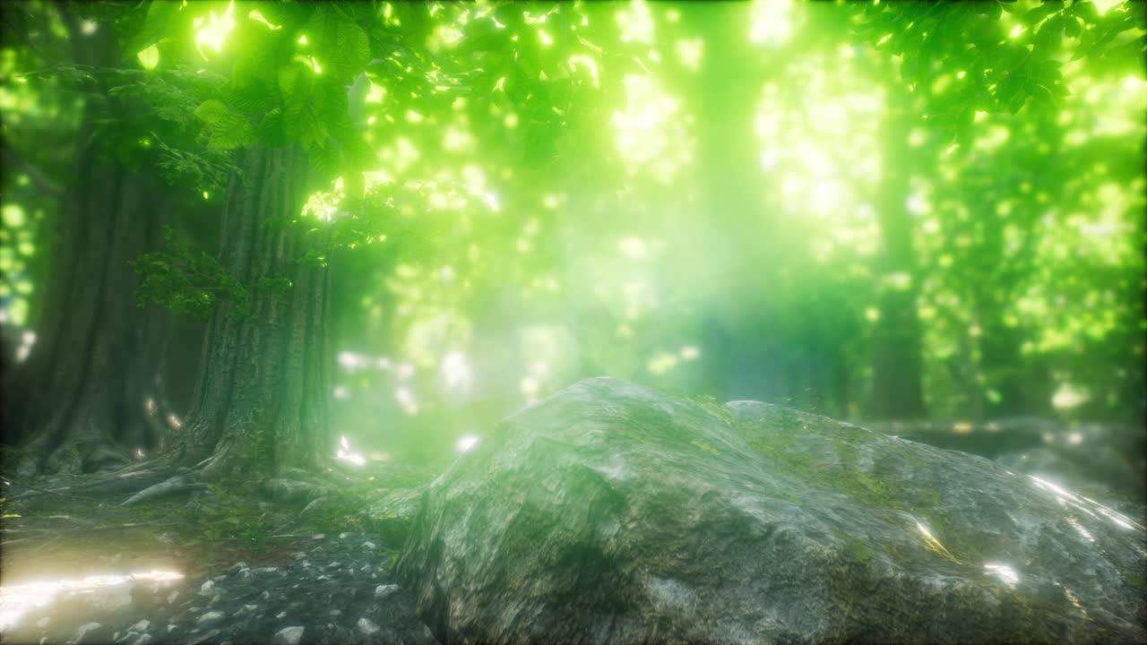 태양 광선과 함께 안개 봄 숲에서 아침