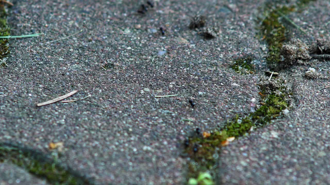 colonia de hormigas jet en frenético movimiento ocupado