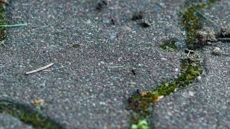 jet ants colony on frenetic busy movement