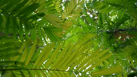 Tiro-Inclinado-Debajo-De-Las-Palmeras,-En-Un-Día-Nublado,-En-Khao-Lak,-Tailandia