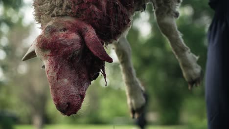 Middle-eastern-man-preparing-sheep-to-eat-in-celebration-of-Muslim,-religious-holiday-Ramadan,-Eid-al-Adha-or-Eid-al-Fitr-in-cinematic-slow-motion