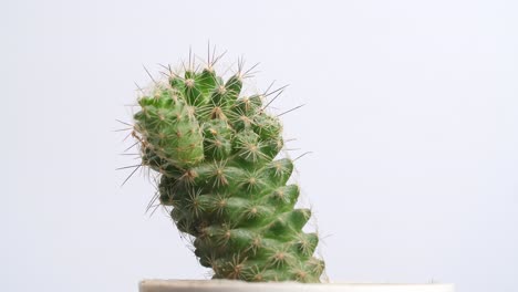 close up de la planta mammillaria spinosissima girando a su alrededor en el fondo blanco de la pantalla