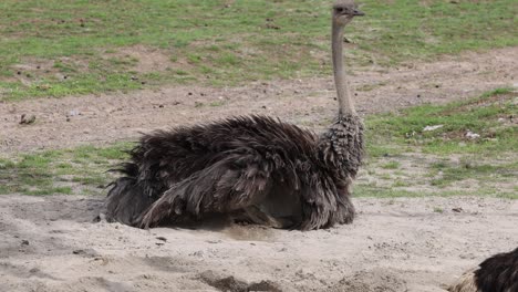 portrait shot of south african ostrich resting on sandy ground in nature,close up