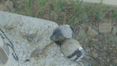 dove birds biting and kissing