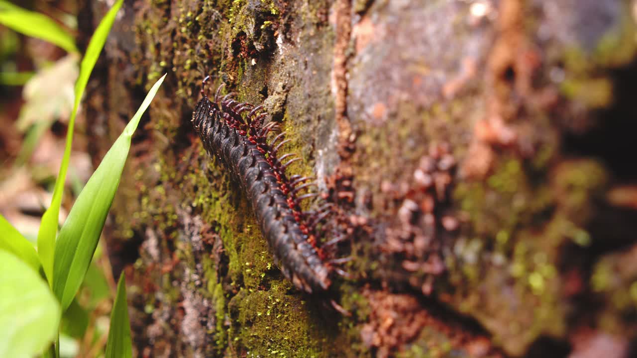 Morning light reveals a solitary millipede wandering through leaf litter in Peru’s jungle.