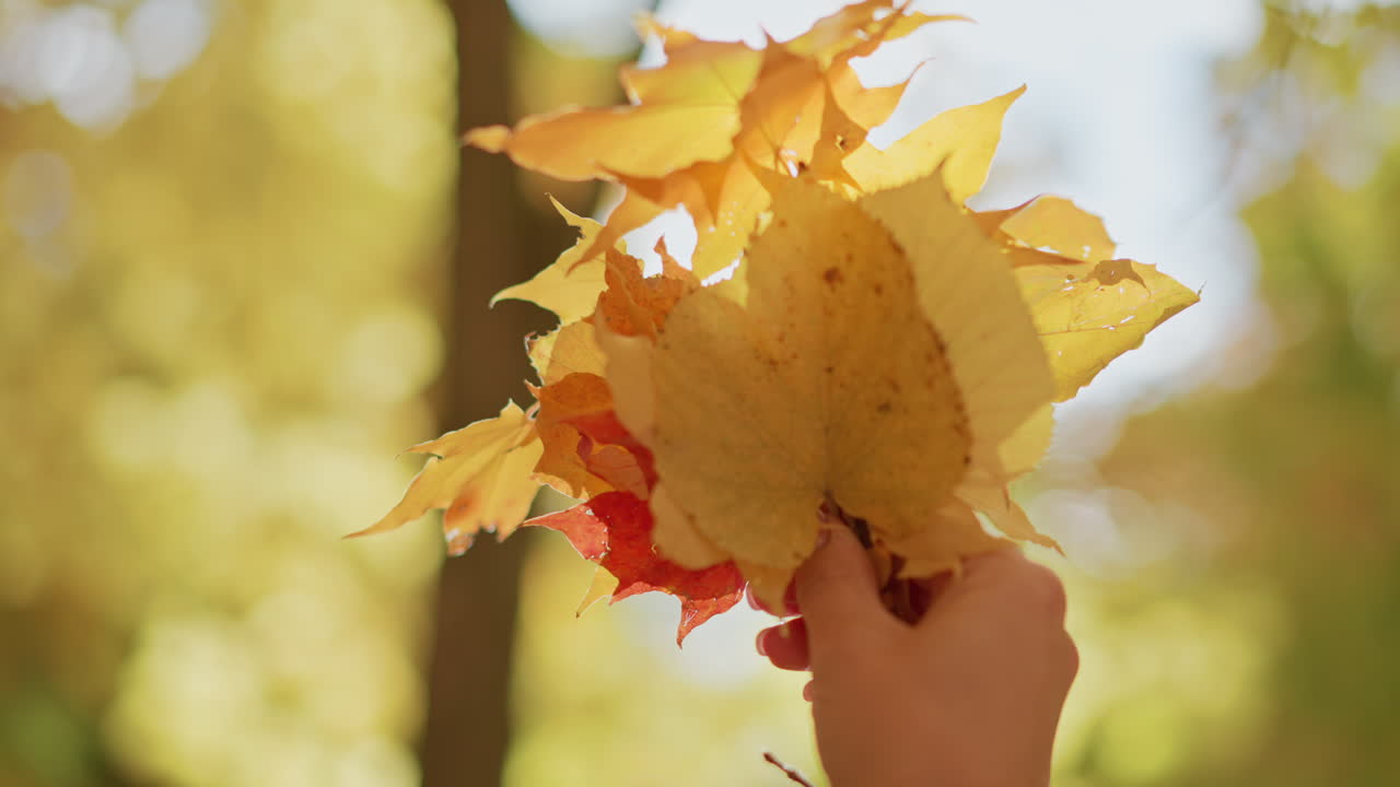 close up of person holding bunch of colorful autumn leaves with hand raised into sunlight, soft golden light shines through foliage creating warm dreamy atmosphere in tranquil seasonal forest setting
