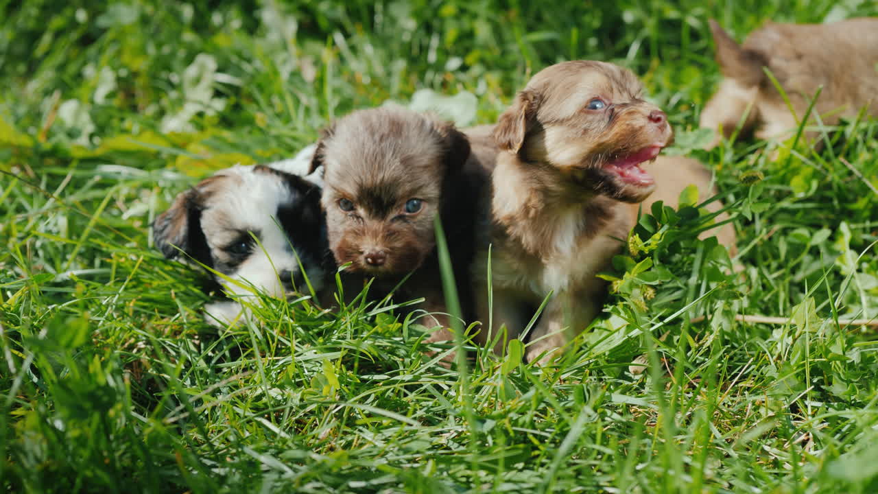 Cute Puppies In Bright Green Grass