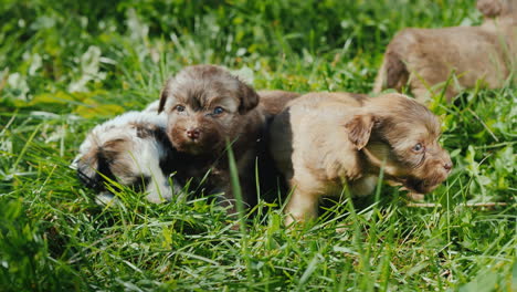 schattige puppy's in heldergroen gras