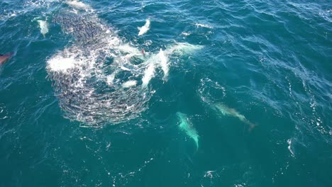 bottlenose dolphin pod swimming around school of mullet fish in new south wales, australia
