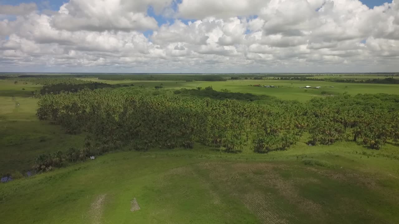 grupo de palmeras moriches en una sabana con cielo de nubes dispersas