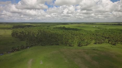 Grupo-De-Palmeras-Moriches-En-Una-Sabana-Con-Cielo-De-Nubes-Dispersas