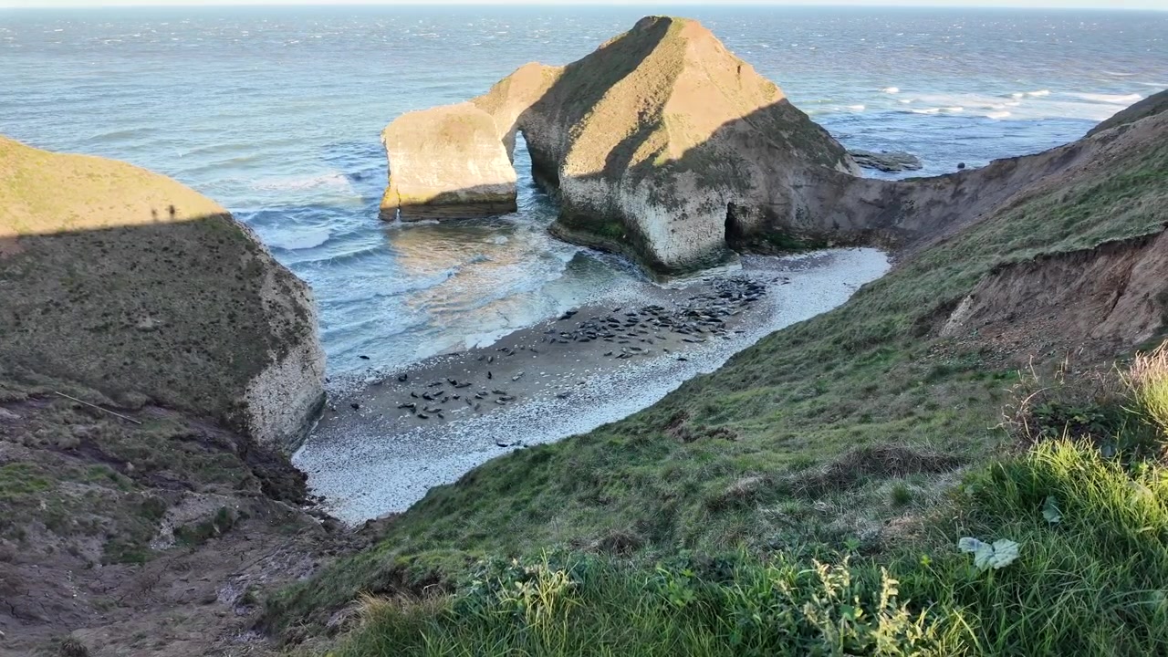 Foche selvatiche che nuotano e riposano lungo la costa frastagliata di Flamborough Head sulla costa dello Yorkshire, Inghilterra. Filmato di fauna selvatica naturale che mostra foche nel loro habitat costiero, circondate da paesaggi drammatici