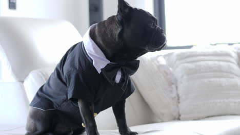 cute black pug dog dressed in formal suit costume, slow motion