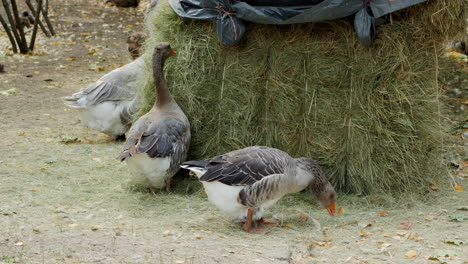 geese feeding on hay