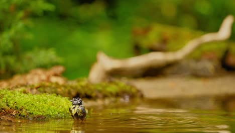 Eurasische-Blaumeise-Im-Wald-Von-Friesland-Niederlande-Am-Moosrand-In-Einem-Flachen-Wasserbecken,-Trinkend-Und-Federn-Waschend