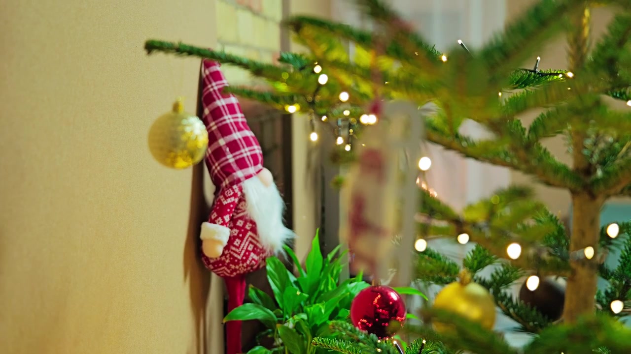 O foco muda de um enfeite de árvore de Natal para um gnomo festivo ao lado de uma árvore decorada