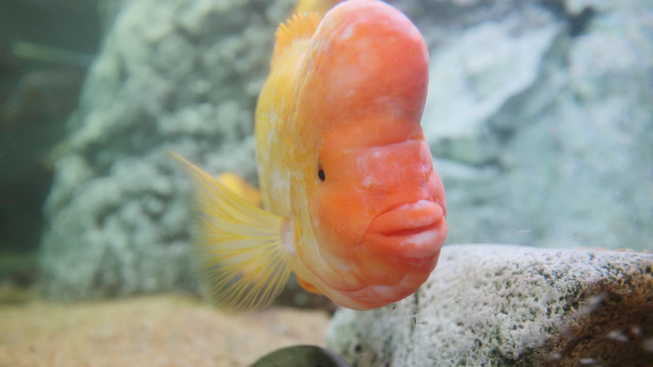 미다스 시클리드 물고기 클로즈업 촬영