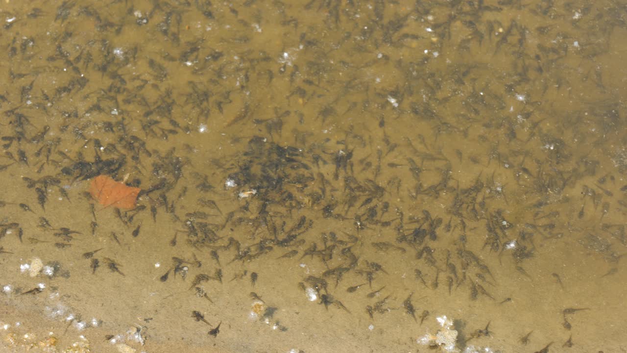 Tadpoles swim in shallow, muddy water