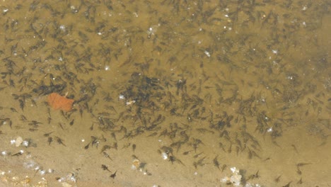 Tadpoles-swim-in-shallow,-muddy-water