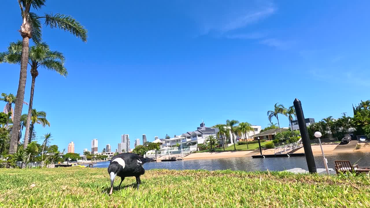 이 많은 공원 에서 먹이 를 찾고 있는 마그피