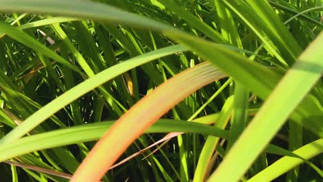 intense close up of wild reeds