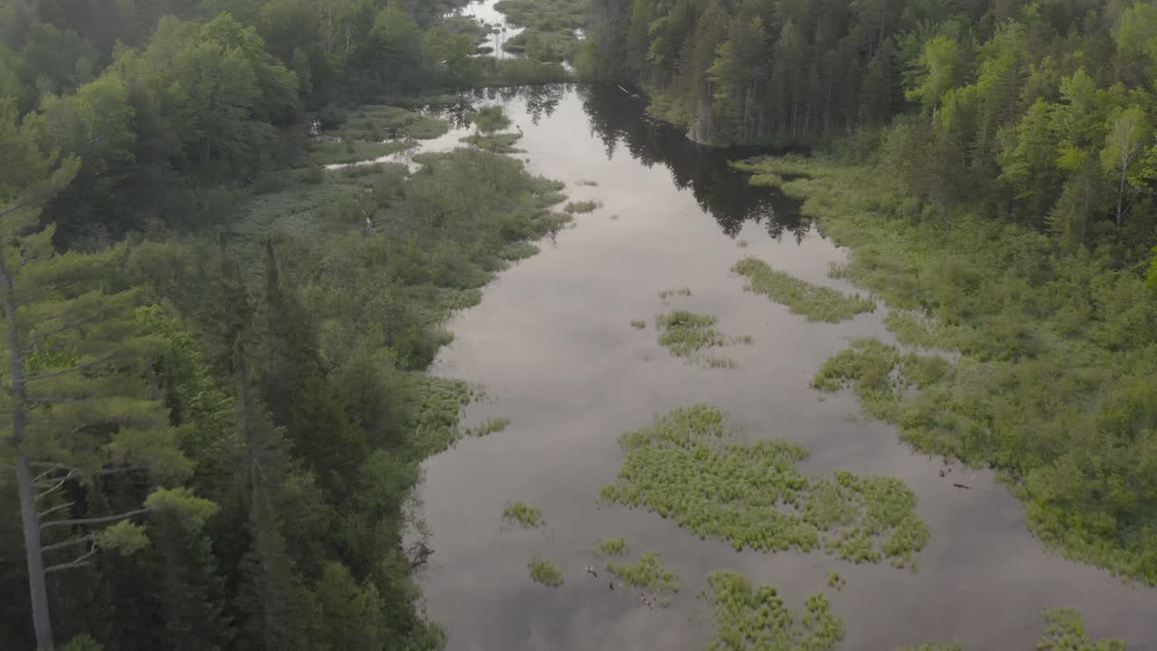 울창한 푸른 야생 속에서 강 위를 날아다니며