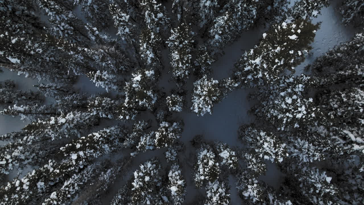 toma aérea de arriba hacia abajo de árboles cubiertos de nieve en las montañas rocosas de colorado