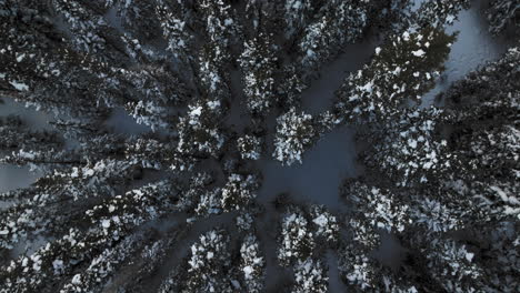 Aerail-top-down-shot-of-snow-covered-trees-in-the-Colorado-Rocky-Mountains