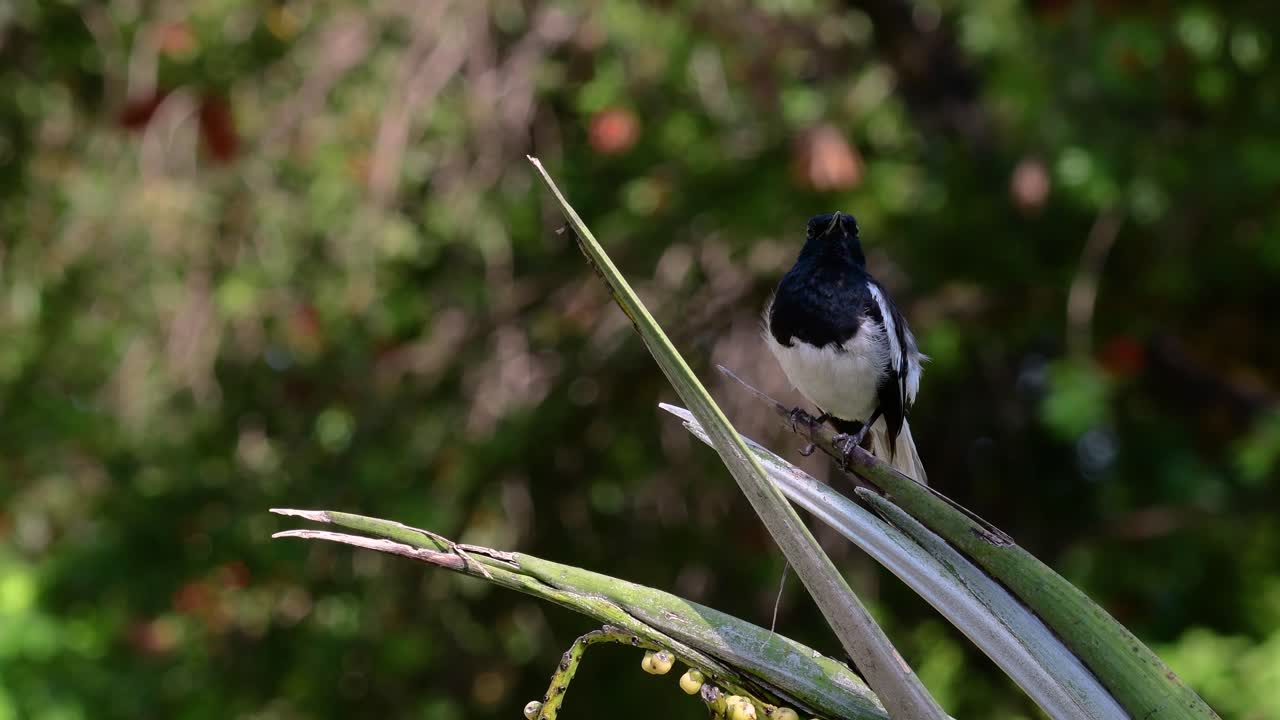 The Oriental magpie-robin is a very common passerine bird in Thailand in which it can be seen anywhere