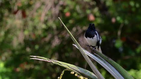 The-Oriental-magpie-robin-is-a-very-common-passerine-bird-in-Thailand-in-which-it-can-be-seen-anywhere