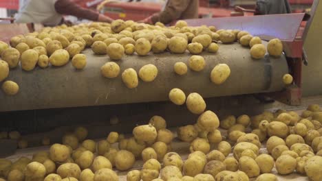 conveyor belts moving in slow motion carry potatoes.