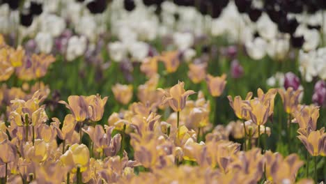 beautiful multicolored tulips in the flower garden