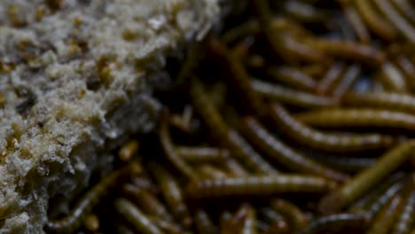 the mealworm is a species of darkling beetle used to feed pets like fish, snakes, birds, and frogs