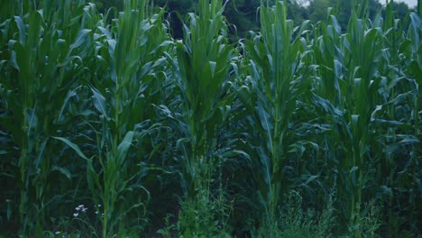 Crossing-road-and-entering-deep-into-a-corn-field-maze