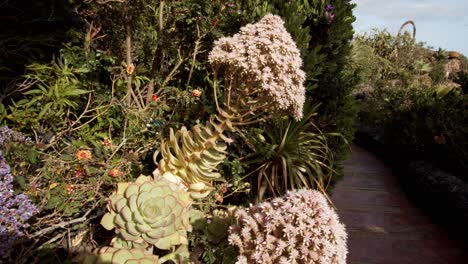 hermosas plantas naturales silvestres cerca del camino artificial en las islas canarias, vista de movimiento de primer plano