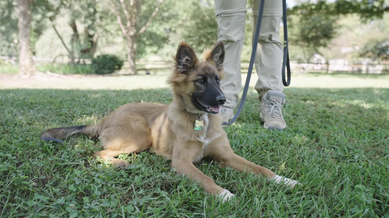 perro de pastor alemán acostado en el suelo con el dueño de pie detrás