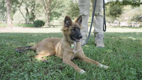 perro de pastor alemán acostado en el suelo con el dueño de pie detrás