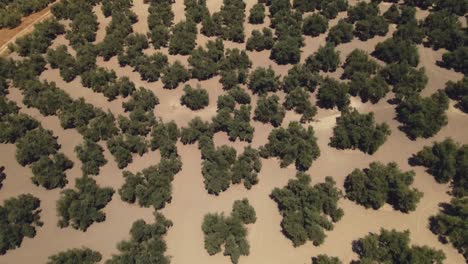 Aerial-high-angle-view-of-field-of-Olive-trees-tilting-up-into-the-horizon