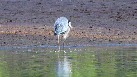 Una-Garza-Gris-Pescando-Su-Comida-Matutina-En-Un-Pequeño-Lago