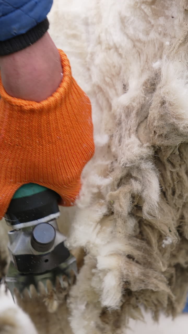 Sheep sheared by farmer