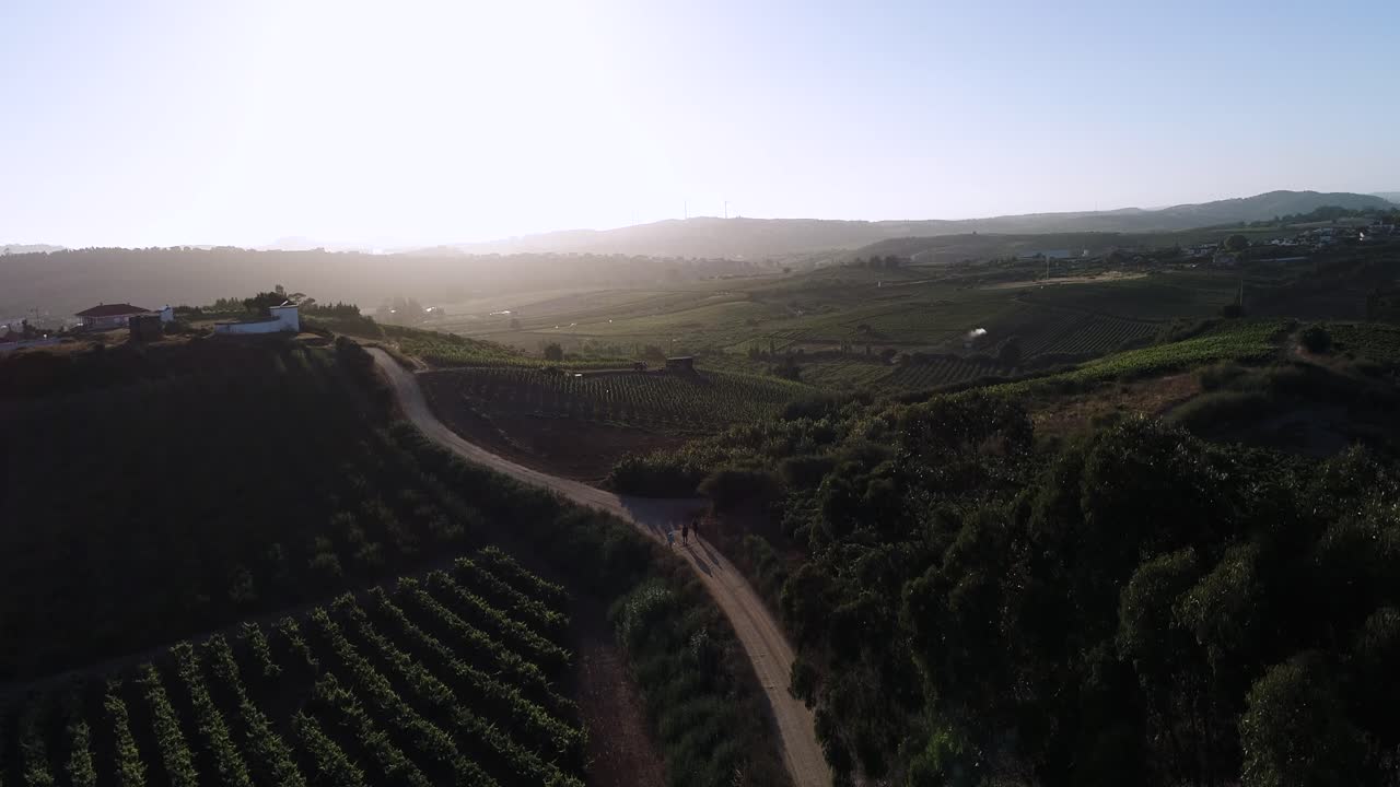Persone che passeggiano su una strada di campagna in un vigneto, orizzonte illuminato da un sole splendente