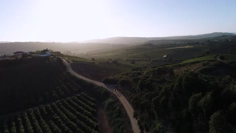 gente de sobrevuelo paseando por caminos rurales en el campo de viñedos, horizonte de luz solar brillante