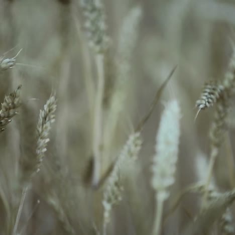 golden wheat field. concept of great harvest and productive seed industry