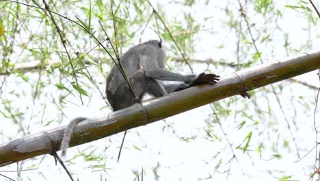 los macacos de cola larga son los monos más fáciles de encontrar en tailandia, ya que están presentes en complejos de templos, parques nacionales e incluso pueblos y ciudades