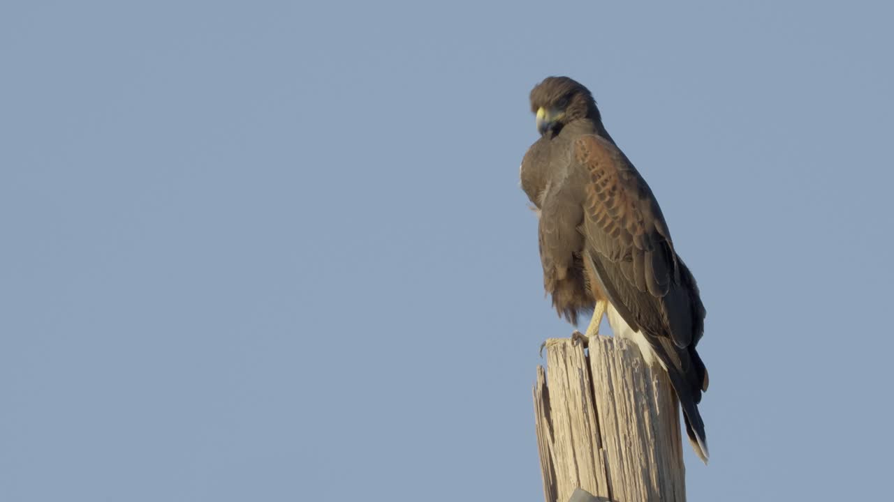 hermoso pájaro halcón aislado en el cielo azul claro que vigila el territorio