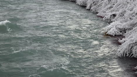 hermosas plantas congeladas junto al río frío en invierno