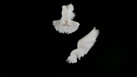 twee witte duiven in vlucht